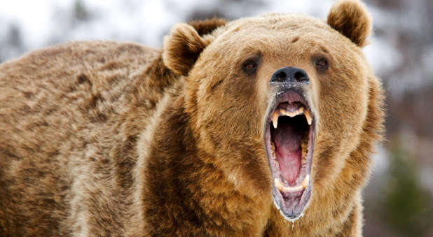 growling-bear